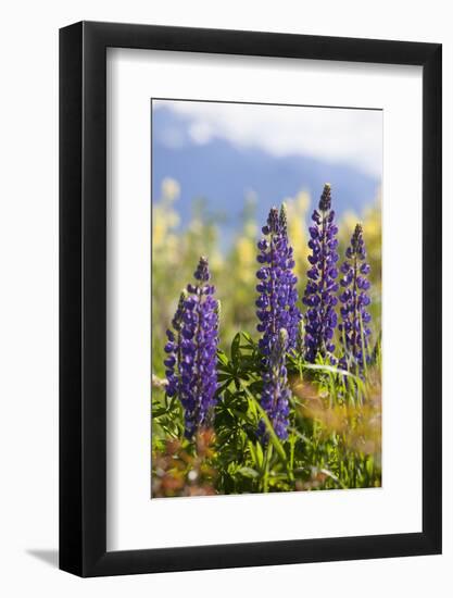 South Island, lupine-Greg Johnston-Framed Photographic Print