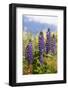 South Island, lupine-Greg Johnston-Framed Photographic Print