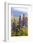 South Island, lupine-Greg Johnston-Framed Photographic Print