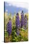 South Island, lupine-Greg Johnston-Stretched Canvas