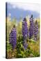 South Island, lupine-Greg Johnston-Stretched Canvas