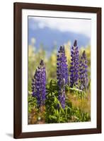 South Island, lupine-Greg Johnston-Framed Photographic Print