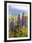 South Island, lupine-Greg Johnston-Framed Photographic Print