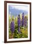 South Island, lupine-Greg Johnston-Framed Photographic Print