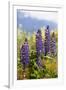 South Island, lupine-Greg Johnston-Framed Photographic Print