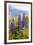 South Island, lupine-Greg Johnston-Framed Photographic Print