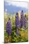 South Island, lupine-Greg Johnston-Mounted Photographic Print