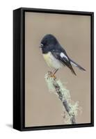 South Island / Yellow-breasted Tomtit male perched on lichen covered branch, New Zealand-Andy Trowbridge-Framed Stretched Canvas