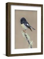 South Island / Yellow-breasted Tomtit male perched on lichen covered branch, New Zealand-Andy Trowbridge-Framed Photographic Print