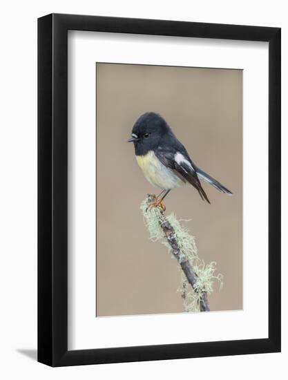 South Island / Yellow-breasted Tomtit male perched on lichen covered branch, New Zealand-Andy Trowbridge-Framed Photographic Print