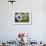 South Korean Flag Hanging at 2014 Memorial Day Event, Los Angeles National Cemetery, California, US-Joseph Sohm-Framed Photographic Print displayed on a wall