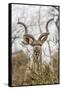 South Londolozi Private Game Reserve. Adult Greater Kudu-Fred Lord-Framed Stretched Canvas