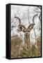 South Londolozi Private Game Reserve. Adult Greater Kudu-Fred Lord-Framed Stretched Canvas