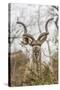 South Londolozi Private Game Reserve. Adult Greater Kudu-Fred Lord-Stretched Canvas