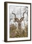 South Londolozi Private Game Reserve. Adult Greater Kudu-Fred Lord-Framed Photographic Print