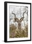 South Londolozi Private Game Reserve. Adult Greater Kudu-Fred Lord-Framed Photographic Print