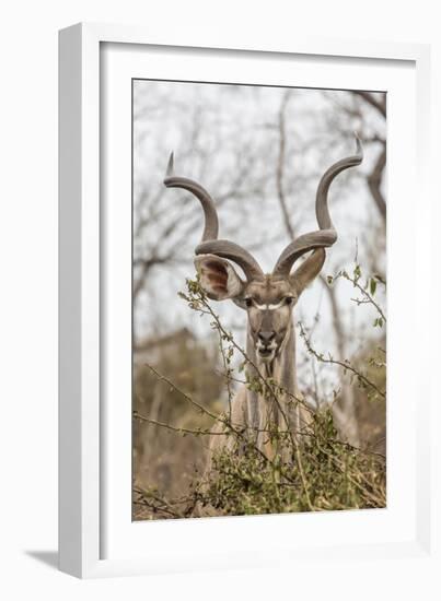 South Londolozi Private Game Reserve. Adult Greater Kudu-Fred Lord-Framed Photographic Print