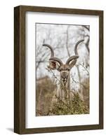 South Londolozi Private Game Reserve. Adult Greater Kudu-Fred Lord-Framed Photographic Print