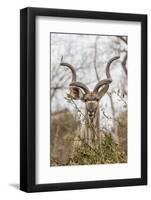 South Londolozi Private Game Reserve. Adult Greater Kudu-Fred Lord-Framed Photographic Print