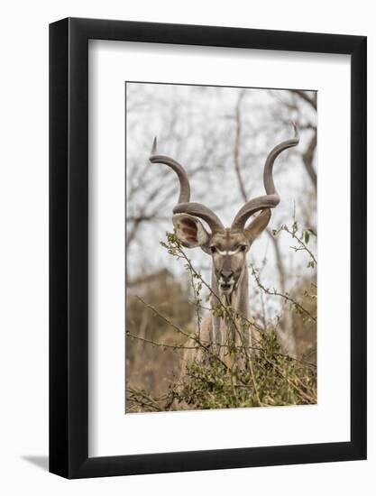 South Londolozi Private Game Reserve. Adult Greater Kudu-Fred Lord-Framed Photographic Print