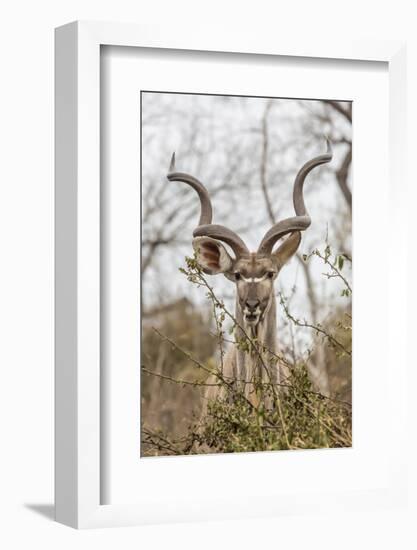 South Londolozi Private Game Reserve. Adult Greater Kudu-Fred Lord-Framed Photographic Print
