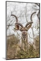 South Londolozi Private Game Reserve. Adult Greater Kudu-Fred Lord-Mounted Photographic Print