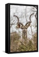 South Londolozi Private Game Reserve. Adult Greater Kudu-Fred Lord-Framed Stretched Canvas