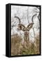 South Londolozi Private Game Reserve. Adult Greater Kudu-Fred Lord-Framed Stretched Canvas