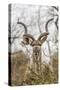 South Londolozi Private Game Reserve. Adult Greater Kudu-Fred Lord-Stretched Canvas