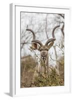 South Londolozi Private Game Reserve. Adult Greater Kudu-Fred Lord-Framed Photographic Print