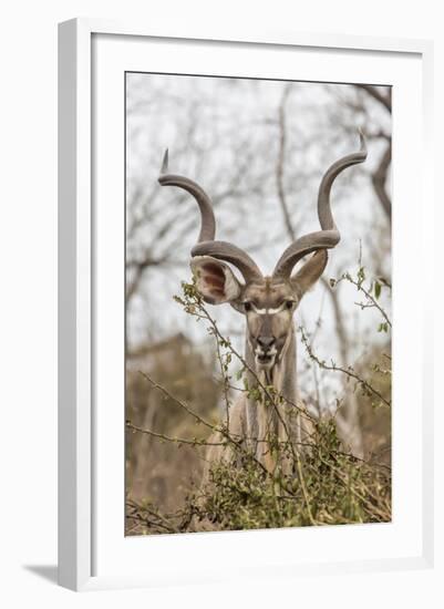 South Londolozi Private Game Reserve. Adult Greater Kudu-Fred Lord-Framed Photographic Print