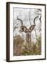 South Londolozi Private Game Reserve. Adult Greater Kudu-Fred Lord-Framed Photographic Print