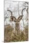 South Londolozi Private Game Reserve. Adult Greater Kudu-Fred Lord-Mounted Photographic Print