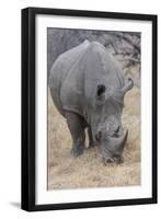 South Londolozi Private Game Reserve. Close-up of Rhinoceros Grazing-Fred Lord-Framed Photographic Print