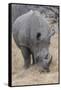 South Londolozi Private Game Reserve. Close-up of Rhinoceros Grazing-Fred Lord-Framed Stretched Canvas