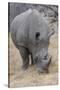 South Londolozi Private Game Reserve. Close-up of Rhinoceros Grazing-Fred Lord-Stretched Canvas