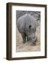 South Londolozi Private Game Reserve. Close-up of Rhinoceros Grazing-Fred Lord-Framed Photographic Print