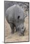 South Londolozi Private Game Reserve. Close-up of Rhinoceros Grazing-Fred Lord-Mounted Photographic Print