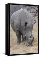 South Londolozi Private Game Reserve. Close-up of Rhinoceros Grazing-Fred Lord-Framed Stretched Canvas