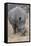 South Londolozi Private Game Reserve. Close-up of Rhinoceros Grazing-Fred Lord-Framed Stretched Canvas