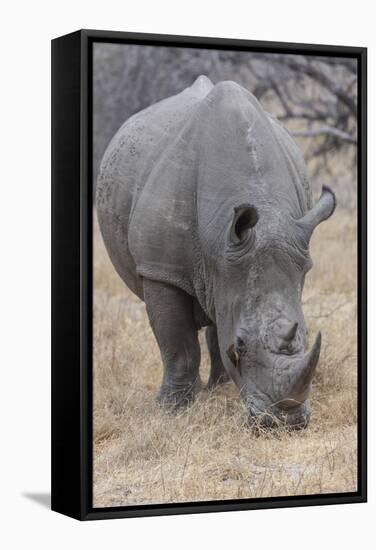 South Londolozi Private Game Reserve. Close-up of Rhinoceros Grazing-Fred Lord-Framed Stretched Canvas