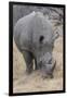 South Londolozi Private Game Reserve. Close-up of Rhinoceros Grazing-Fred Lord-Framed Photographic Print