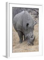 South Londolozi Private Game Reserve. Close-up of Rhinoceros Grazing-Fred Lord-Framed Photographic Print