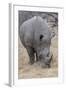 South Londolozi Private Game Reserve. Close-up of Rhinoceros Grazing-Fred Lord-Framed Photographic Print