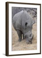 South Londolozi Private Game Reserve. Close-up of Rhinoceros Grazing-Fred Lord-Framed Photographic Print