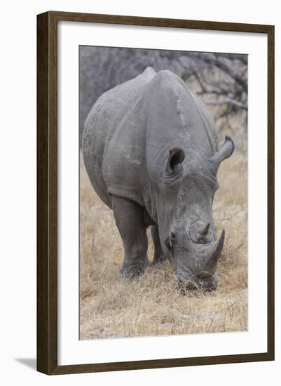 South Londolozi Private Game Reserve. Close-up of Rhinoceros Grazing-Fred Lord-Framed Photographic Print