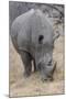 South Londolozi Private Game Reserve. Close-up of Rhinoceros Grazing-Fred Lord-Mounted Photographic Print
