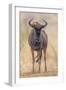 South Londolozi Private Game Reserve. Frontal View of Gnu-Fred Lord-Framed Photographic Print