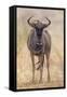 South Londolozi Private Game Reserve. Frontal View of Gnu-Fred Lord-Framed Stretched Canvas