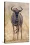 South Londolozi Private Game Reserve. Frontal View of Gnu-Fred Lord-Stretched Canvas